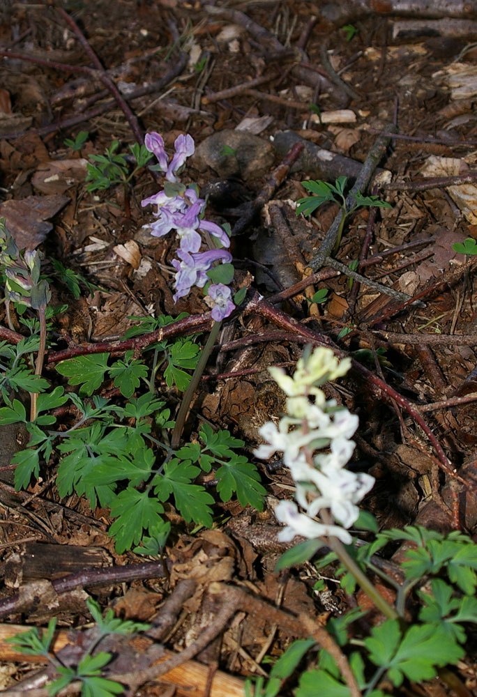 Corydalis cava / Colombina cava